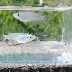 メダカ有精卵　深海 20個＋保証5個の画像