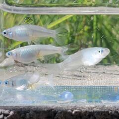 メダカ有精卵　深海 20個＋保証5個の画像