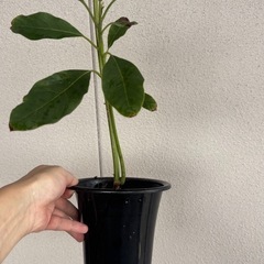 アボカド　苗の画像