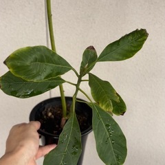 アボカド　苗の画像