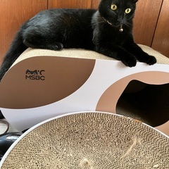 子猫から保護してる現在1歳2ヶ月のメス 黒猫