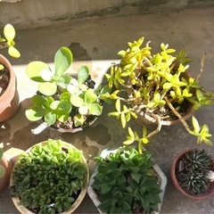 観葉植物　まとめ売り　8個の画像