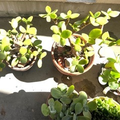 観葉植物　まとめ売り　8個の画像