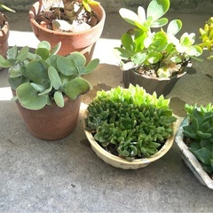 観葉植物　まとめ売り　8個の画像