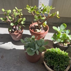観葉植物　まとめ売り　8個の画像