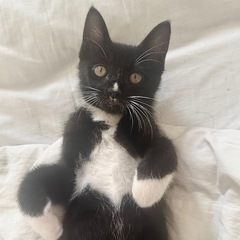 靴下を履いた猫♡べべくん！
