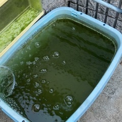 メダカの餌　針子　稚魚　生き餌微生物の画像