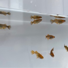 ⭐️お取り置き中【改良メダカ　竜章鳳姿：4ペア】の画像