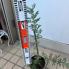 ミモザ　プルプレアの画像