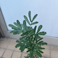 ミモザ　プルプレアの画像