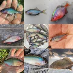 45.日本淡水魚・ガサガサ採集(川遊び)　ラインオプチャTEAM...