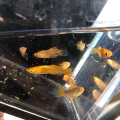 【取引終了】めだか　竜章鳳姿 4ペアの画像