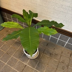 ②ハワイの首飾り　プルメリアの木　50cm 大型になるプルメリアの木になります。  ⭕️他にも色々出品してます。の画像
