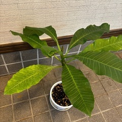 ②ハワイの首飾り　プルメリアの木　50cm 大型になるプルメリアの木になります。  ⭕️他にも色々出品してます。の画像