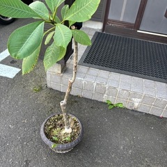 ③ハワイの首飾り　プルメリアの木　100　cm 大型になるプルメリアの木になります。  ⭕️他にも色々出品してます。の画像