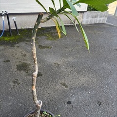 ③ハワイの首飾り　プルメリアの木　100　cm 大型になるプルメリアの木になります。  ⭕️他にも色々出品してます。の画像