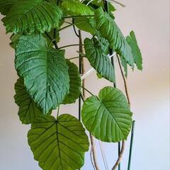 ウンベラータ　取り木の画像