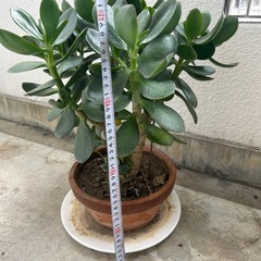 　鉢付き　お金のなる木　高さ約43cm ､横約32cmの画像