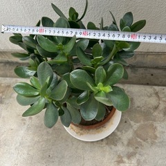　鉢付き　お金のなる木　高さ約43cm ､横約32cmの画像