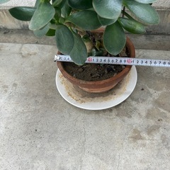 　鉢付き　お金のなる木　高さ約43cm ､横約32cmの画像