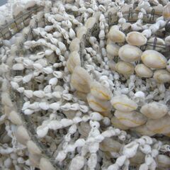 ID：254015　貝殻　飾り物の画像