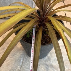 8.9.10日対応できる方限定価格‼️大型観葉植物の画像