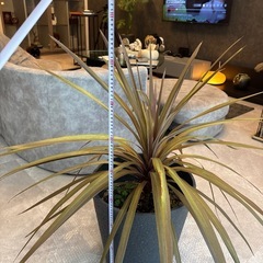 8.9.10日対応できる方限定価格‼️大型観葉植物の画像