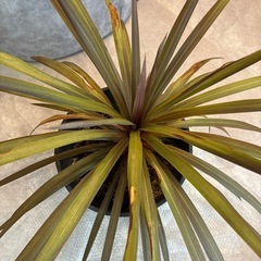 8.9.10日対応できる方限定価格‼️大型観葉植物の画像