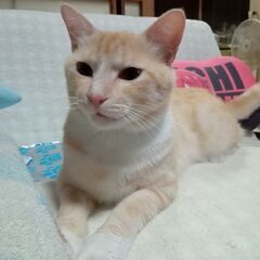 きれいな茶トラちゃんです