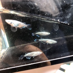 めだか　緑光松井ヒレ長　3ペアの画像