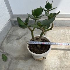 多肉植物 お金のなる木　200円の画像