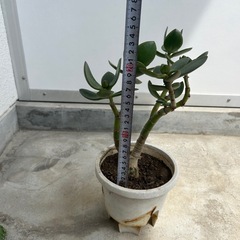 多肉植物 お金のなる木　200円の画像