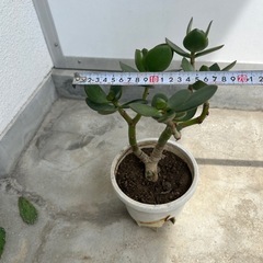 多肉植物 お金のなる木　200円の画像
