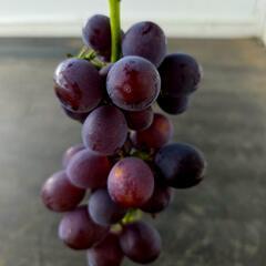 ぶどう🍇（ピオーネ2kg）の画像