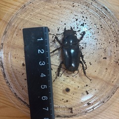 ギラファノコギリクワガタ♀の画像