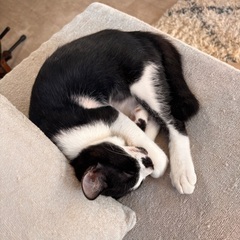 【里親募集を開始いたします。】命をつないだ子猫に、やさしい家族を...