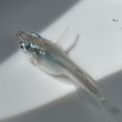 ココロメダカ‼️ 改良メダカ 深海ダルマ体型の画像