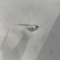 ココロメダカ‼️ 改良メダカ 深海ダルマ体型の画像