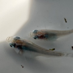 ココロメダカ‼️ 改良メダカ 深海ダルマ体型の画像