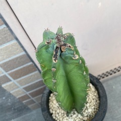 柱サボテン　9/10までの出品の画像