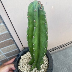 柱サボテン　9/10までの出品の画像
