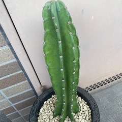 柱サボテン　9/10までの出品の画像
