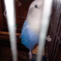 コザクラインコとセキセイインコ(飼い主決まりました)
