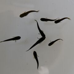 No.140【②サタンメダカ　稚魚 10匹 200円】の画像