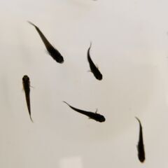 No.140【②サタンメダカ　稚魚 10匹 200円】の画像
