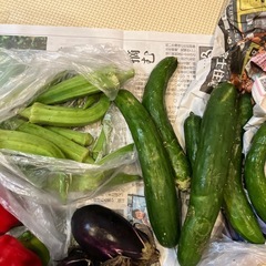 無農薬栽培採れたて野菜＆手作りドライマンゴーの画像