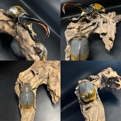 【新成虫ペア】DHリッキー親161mm ♂132mm ♀72mm ※送料事前連絡にて変更可 ※直接受け渡しに変更可の画像