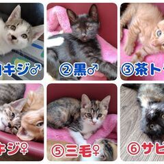 【多頭案件】子猫12匹、若猫10匹前後、妊婦猫2〜3匹