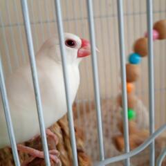 文鳥♂オス(飼い主決まりました)