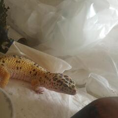 爬虫類さん✨(飼い主決定)